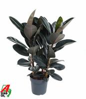 Ficus Elastica Abidjan 3PP