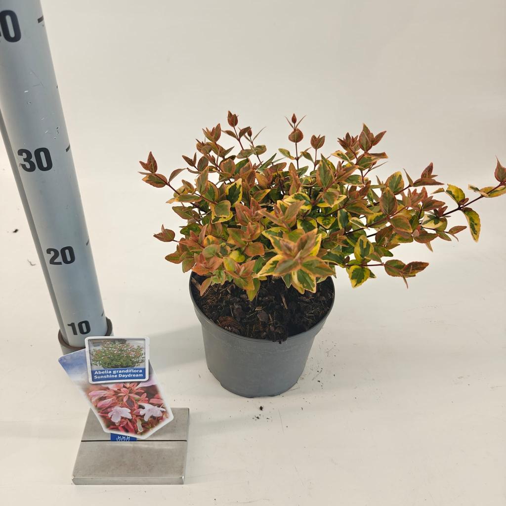 Picture of Abelia gra. Sunshine Daydream P17 (2 Ltr)