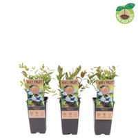 Vaccinium cor. Bluecrop