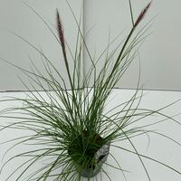 Pennisetum al. Rupelli