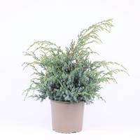 Juniperus chin. Blue Alps