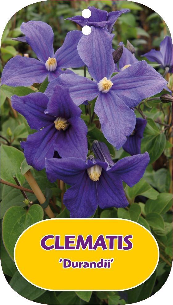 Picture of Clematis Durandii P15 (2 Ltr/high) 80/100