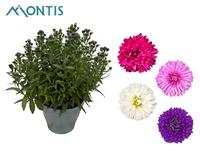 Aster Showmaker Quattro