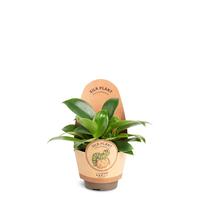 Philodendron Green Princess