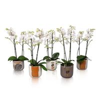 Phalaenopsis hybrid Multiflora White in BGC967 ceramic
