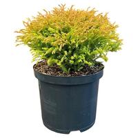 Thuja o. Golden Tuffet