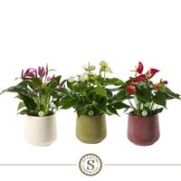 Anthurium varieties in London ceramic