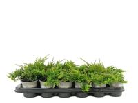 Juniperus hor. Golden Carpet