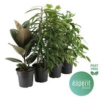 Ficus Ficuss varieties