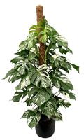 monstera deliciosa variegata