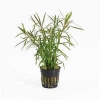 Eustralis stellata grof