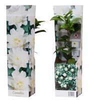 Camellia jap. white