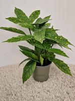 Aucuba jap. Variegata