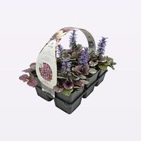 Ajuga reptans Burgundy Glow