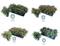 Hebe Queen in varieties