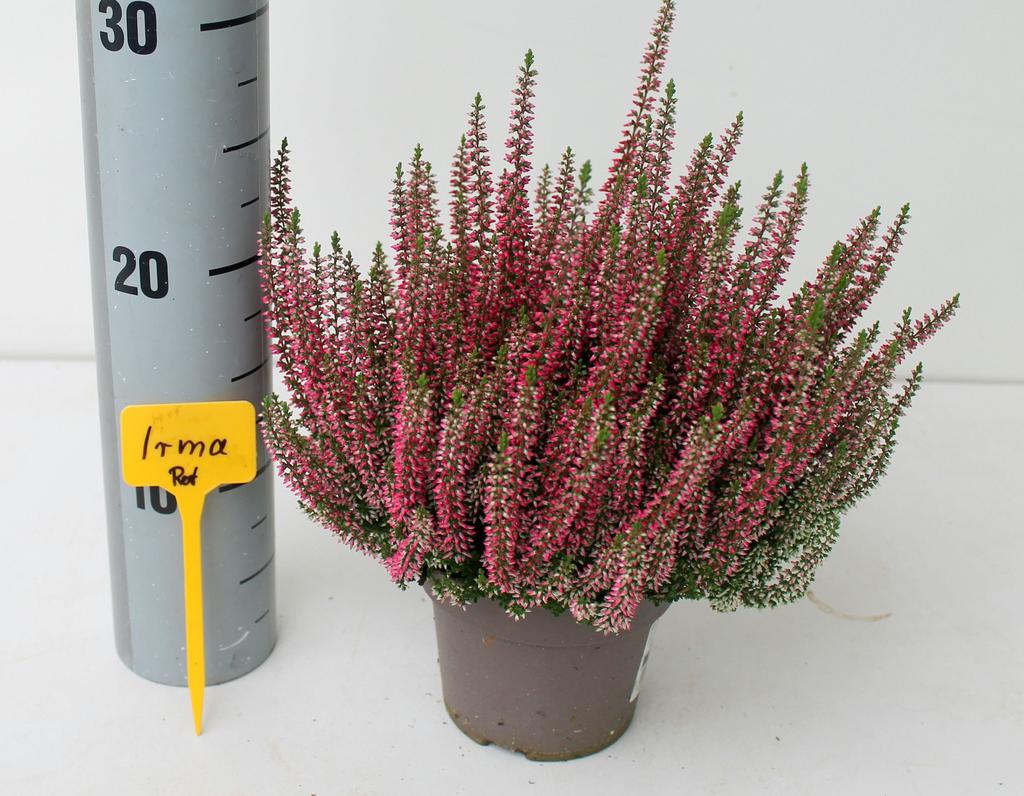Picture of Calluna Garden Girls Irma NEXXT-Red P12 26CM