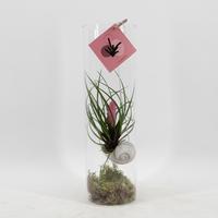 Snaily - Tillandsia Cyanea