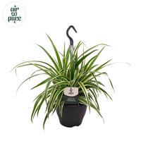 Chlorophytum Com Vittatum Air So Pure®