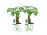Alocasia in Potcover Bamboo