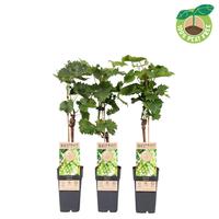 Vitis vinifera Phoenix (crafted)