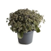 Sedum Jewels Sapphire