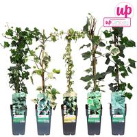 Hedera in varieties