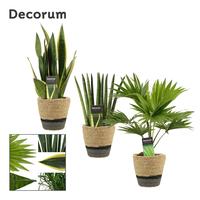 Houseplants Hanoi in basket grey (Deco-collection)