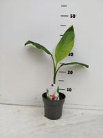 Musa velutina