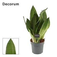 Sansevieria Moonshine