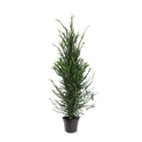 Taxus baccata