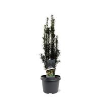 Taxus baccata Black Tower