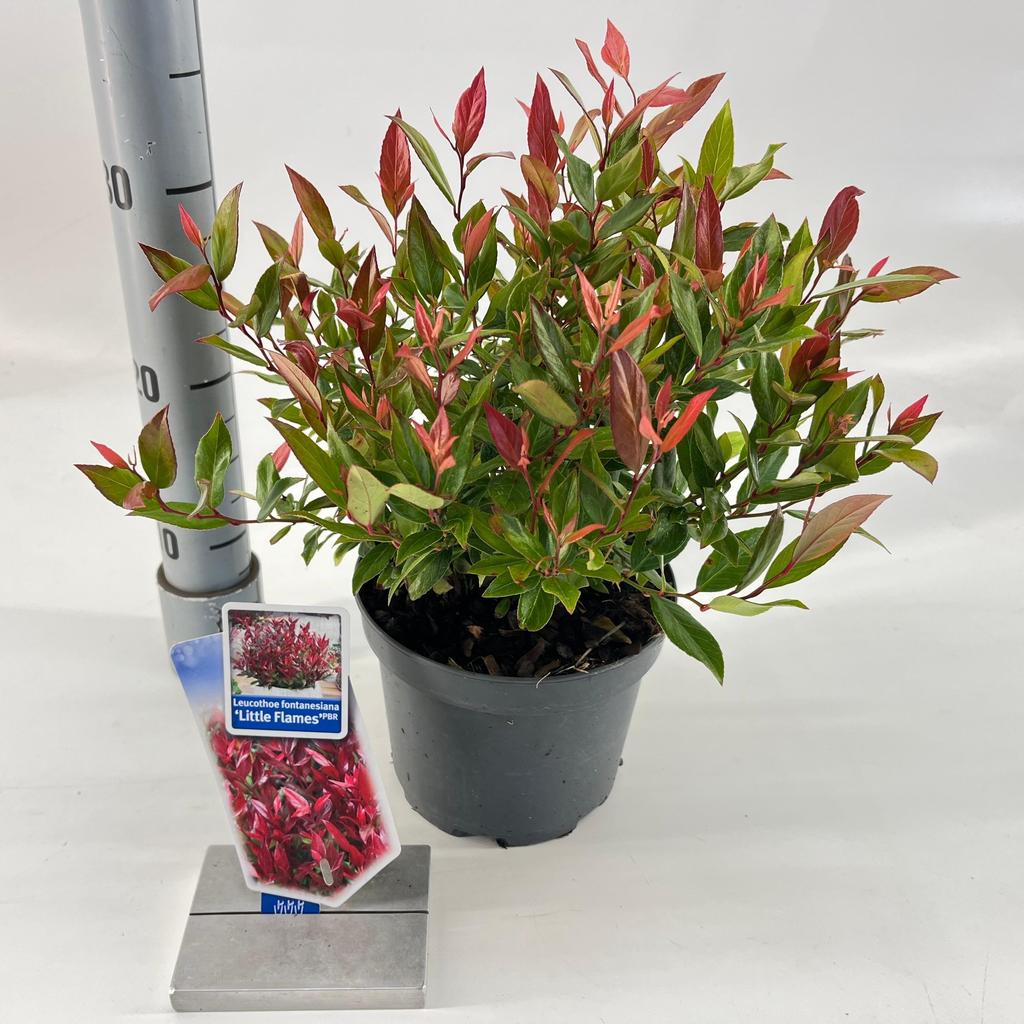 Picture of Leucothoe Little Flames P17 (2 Ltr)