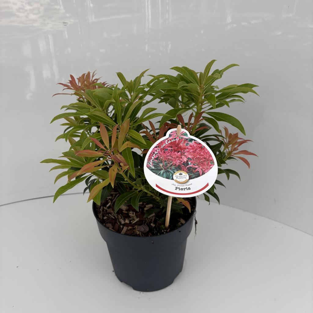 Picture of Pieris jap. Forest Flame P17 (2 Ltr)