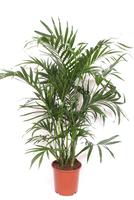 Chamaedorea cataractarum STELLA PALM or CAT PALM