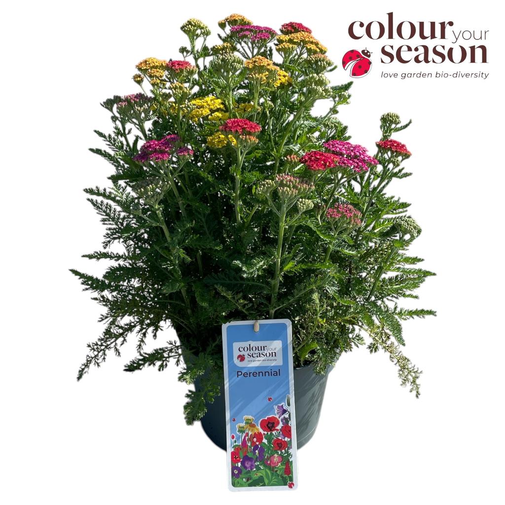 Obrazek Achillea mil. Milly Rock trio P19 (3 Ltr)
