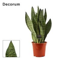 Sansevieria Super Green