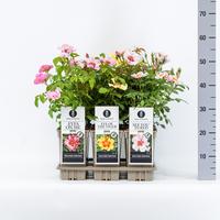 Rosa Classics Persica in varieties