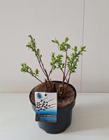 Salix grac. Melanostachys