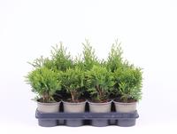 Thuja in varieties