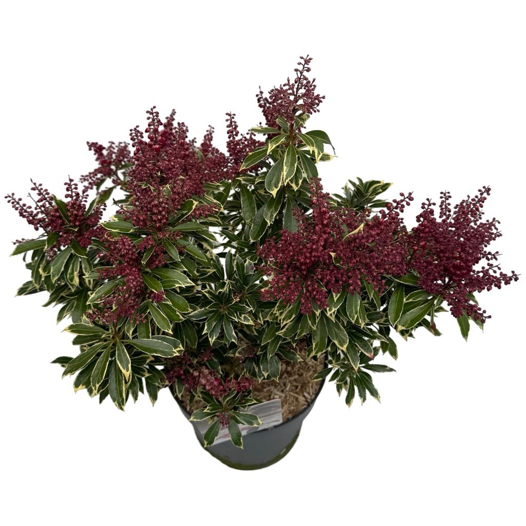 Picture of Pieris jap. Polar Passion P23 (5 Ltr)