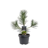 Pinus thunbergii