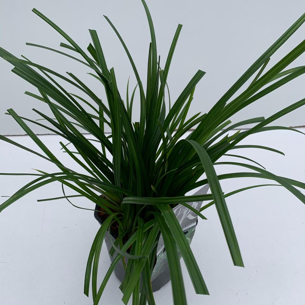 Picture of Carex Irisch Green P17 (2 Ltr) Square