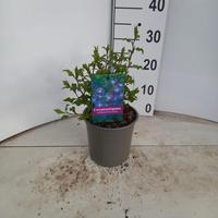 Ceratostigma willmottianum