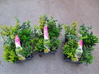 Euonymus in varieties 6-PACKS - Piece × 14 - £ 6.92 Shelf £ 6.75 Trolley