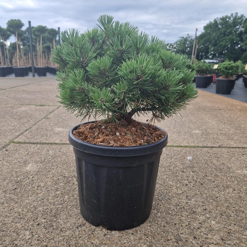 Picture of Pinus mugo Mops C8 25/30