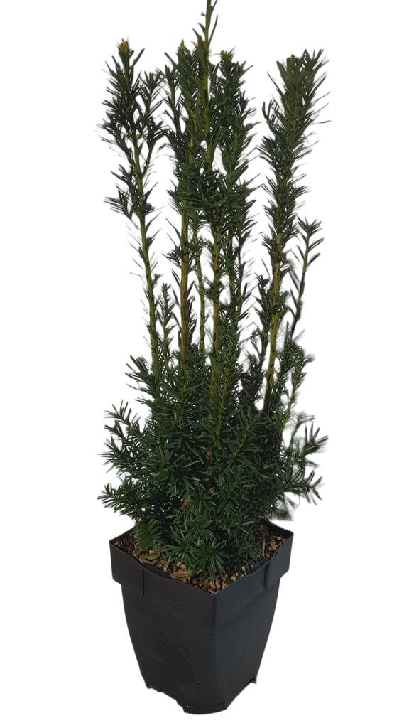 Billede af Taxus media Hicksii P17 (2 Ltr) Square