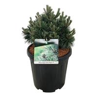 Pinus mugo Green Pearl