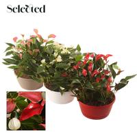 Anthurium bowl in 3 colors Selected