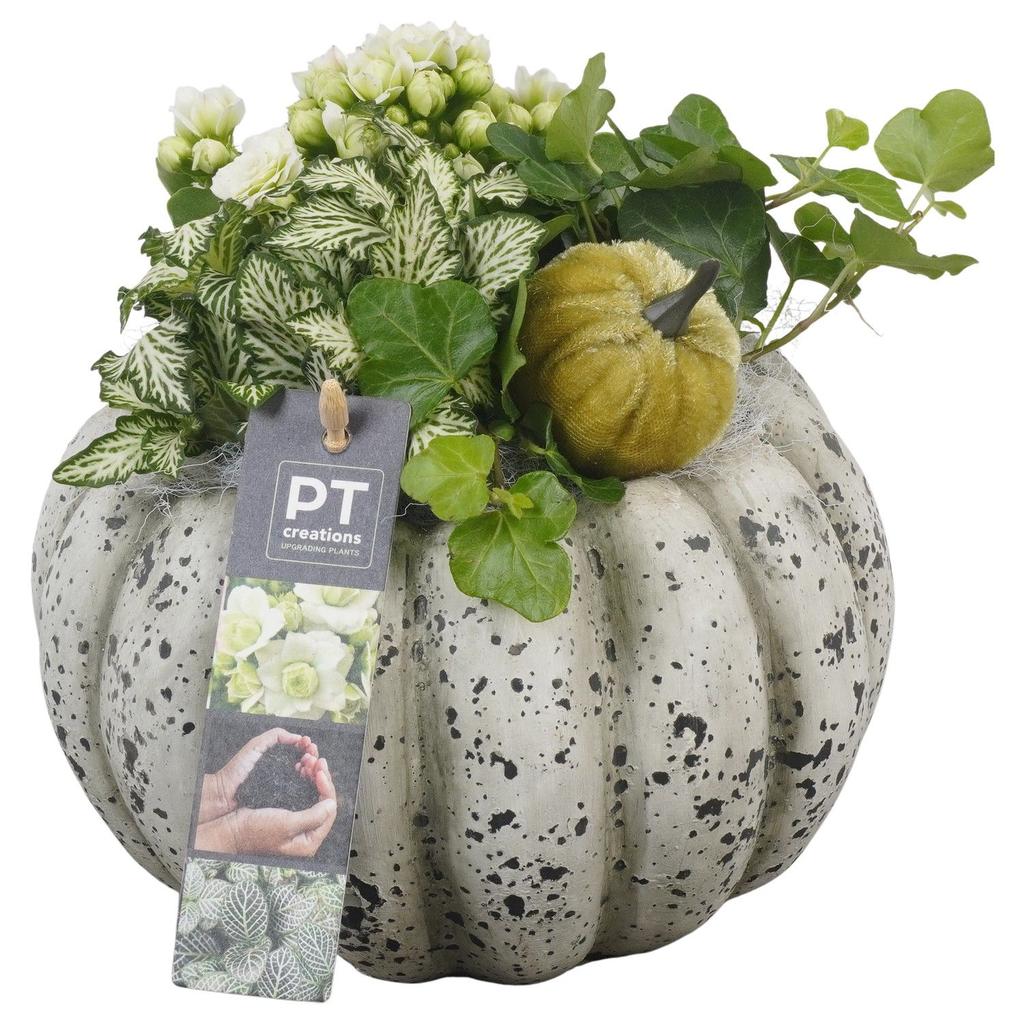 Picture of PTHI5492 Arrangement Autumn indoor in concrete pot P17 20CM
