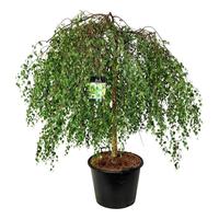Betula pen. Youngii
